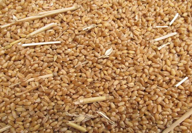贵州小麦市场价格