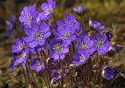 紫罗兰的花语是什么？