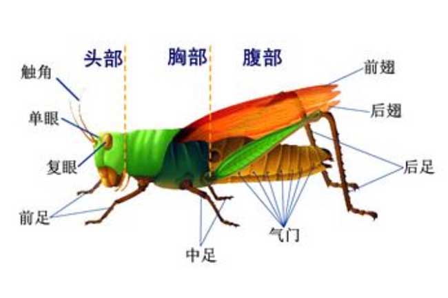 蝗虫的呼吸器官是什么？