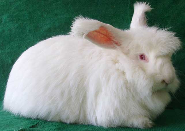 如何才能让长毛兔安全过冬？