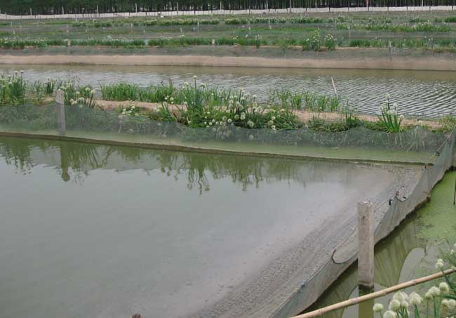 泥鳅养殖池的水质管理
