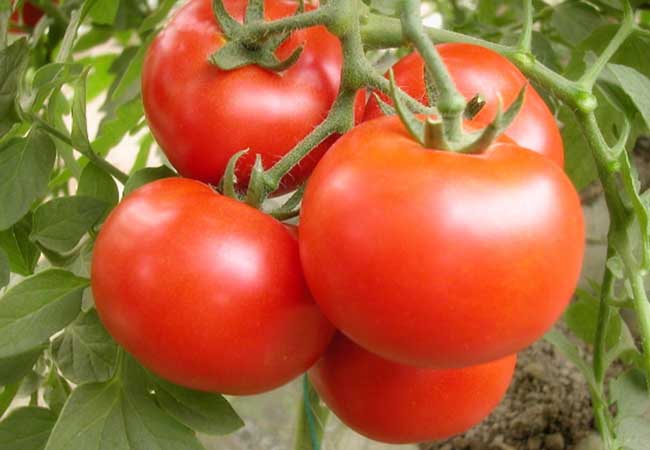 高产的西红柿种子有哪些？
