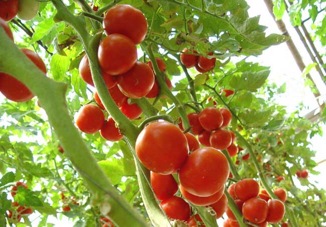 高产的西红柿种子有哪些