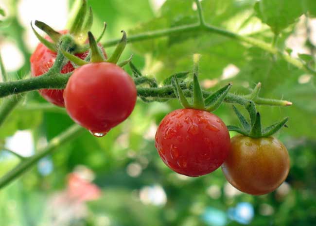 西红柿种子怎么种