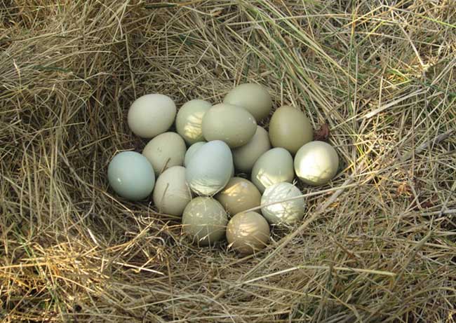 野鸡种蛋的保存技术