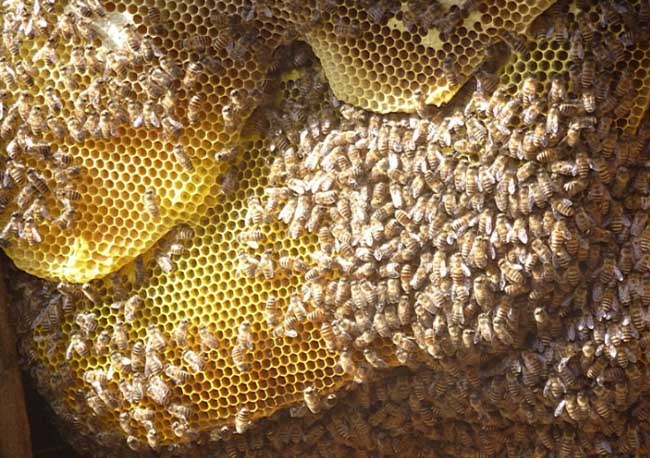 中蜂养殖的蜂群基础管理技术