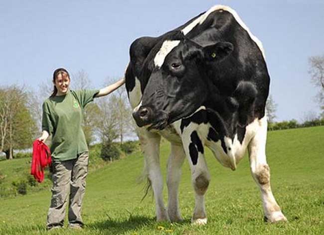 世界上最大的奶牛有多重？