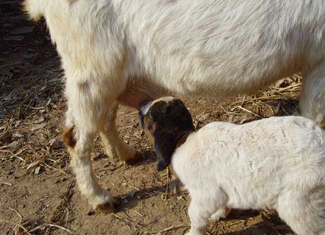 如何才能让母羊多产羊羔?