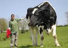 世界上最大的奶牛有多重？