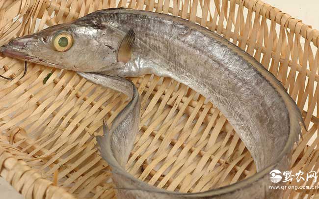 带鱼能人工养殖吗？