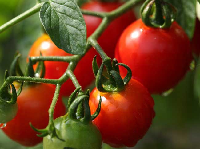 番茄种植技术视频