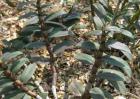 铁皮石斛种植技术视频