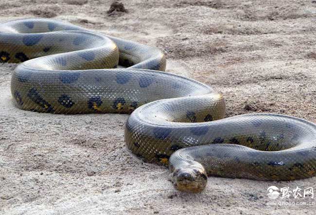 你知道世界上最大的蛇是什么吗？