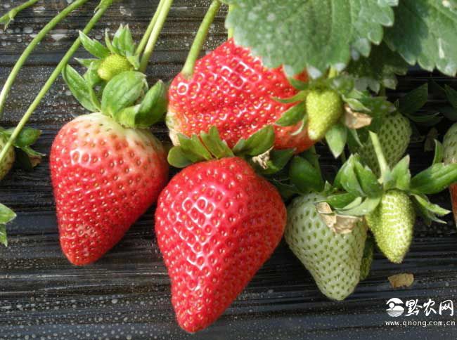 草莓怎样种植