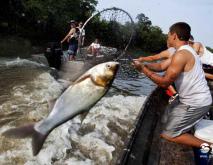 亚洲鲤鱼在美国泛滥成灾