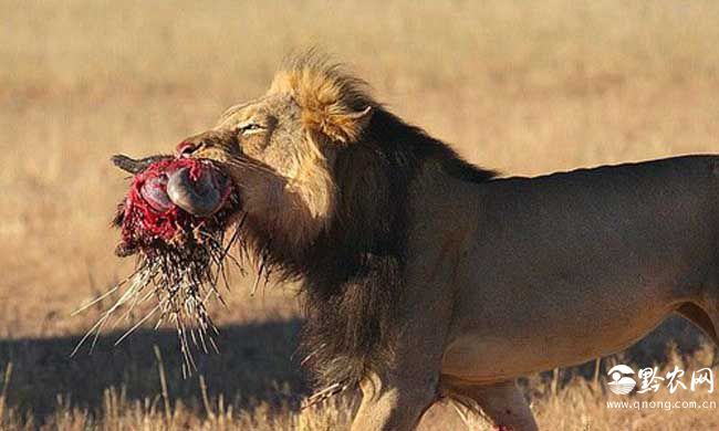 狮子捕杀豪猪