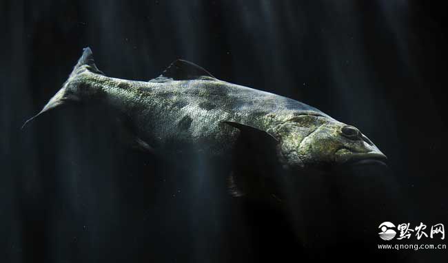 最大的海鲈鱼