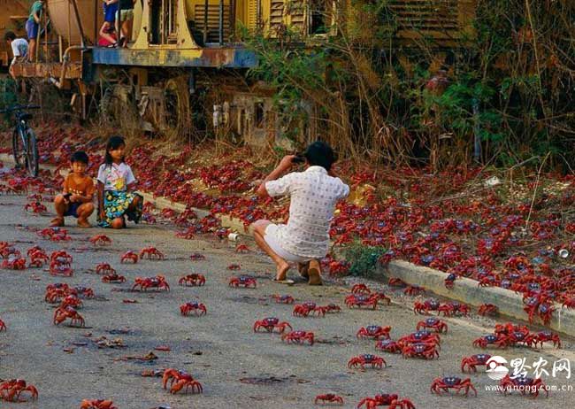 数千万只澳洲红蟹集体大迁徙