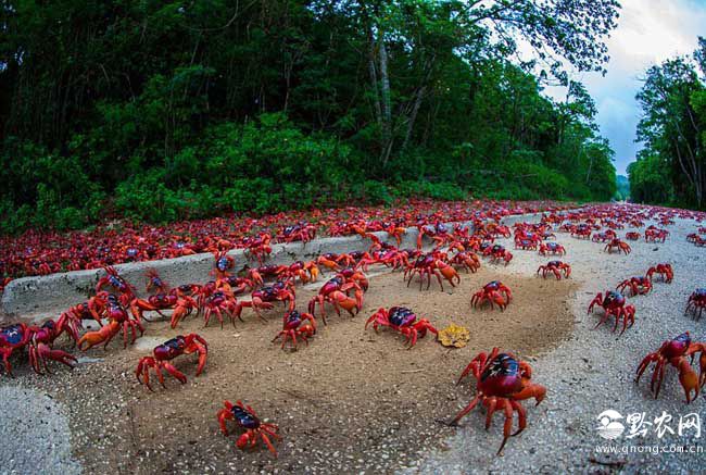 澳洲红蟹