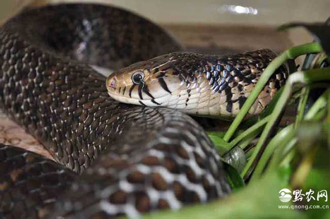 森王蛇