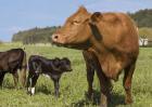 牛的种类有哪些？