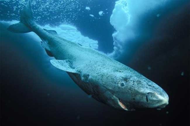 格陵兰鲨鱼