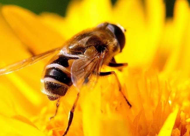 蜜蜂养殖技术视频