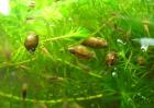 金鱼藻怎么养最好？