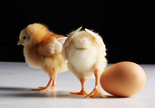 先有鸡还是先有蛋