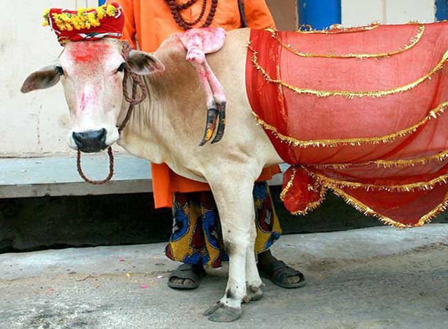 印度有关牛的趣闻绝对让你大开眼界