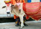印度有关牛的趣闻绝对让你大开眼界