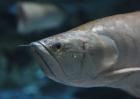 银龙鱼常见病的症状及防治措施