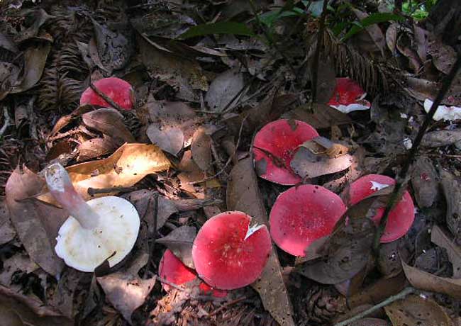 野生红菇图片