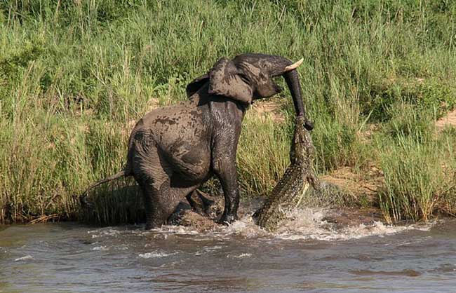 大象将4米长的鳄鱼拉出水面