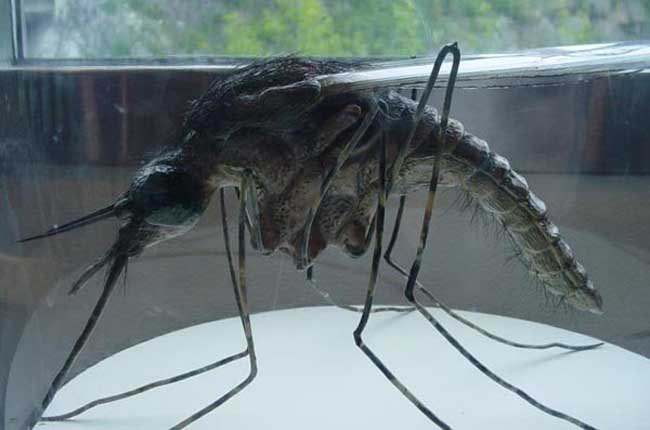 世界上最大的蚊子金腹巨蚊