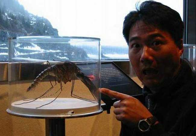 世界上最大的蚊子