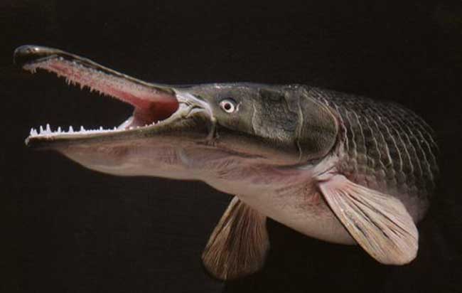 鳄雀鳝食用方法图片
