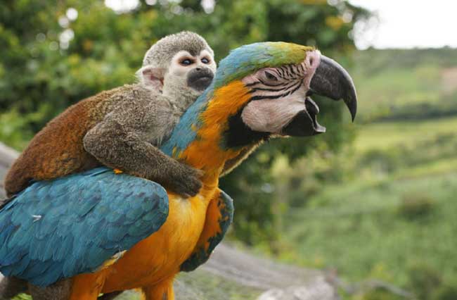 一只小猴子骑在一只大鹦鹉的背上