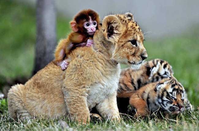 小猴子在小狮子的背上嬉戏
