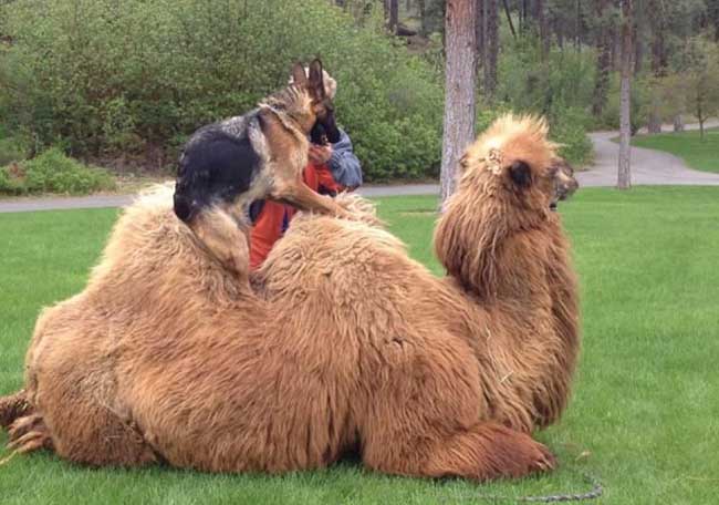 这只狗骑在骆驼身上