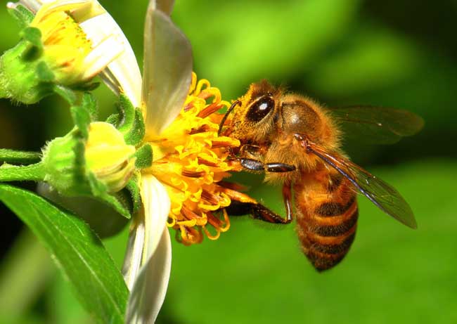 蜜蜂螫人后自己为什么会死？