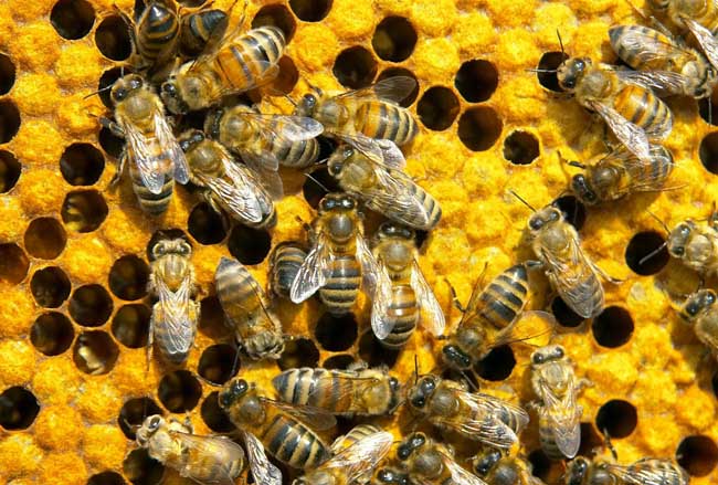 蜜蜂螫人为什么会死