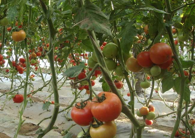 番茄育苗技术