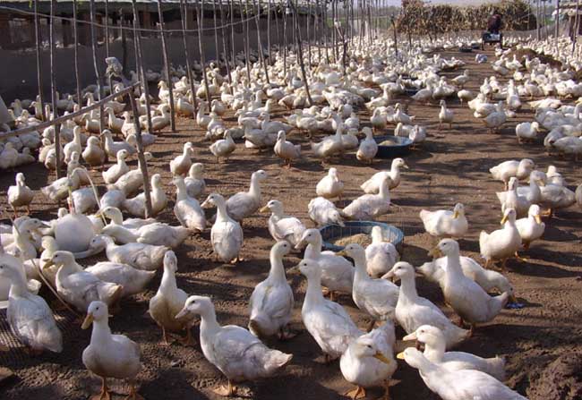 肉鸭养殖成本和利润