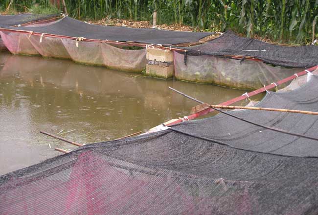 春季黄鳝养殖技术