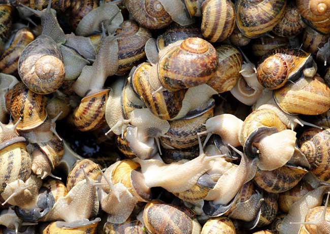 如何促使蜗牛交配产卵？