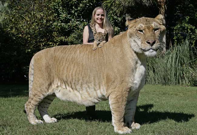 世界上最大的猫科动物
