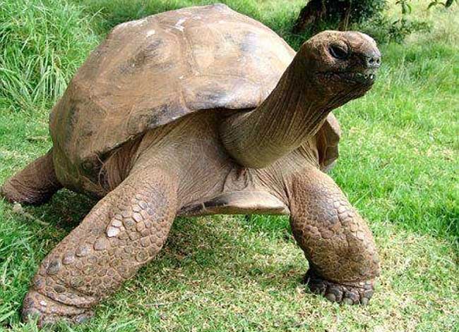世界上最大的乌龟
