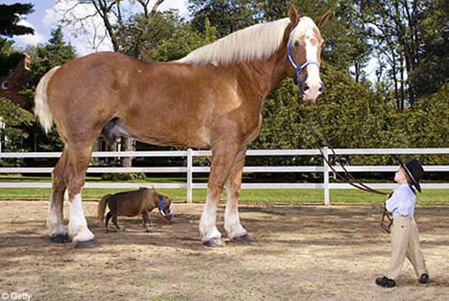 世界上最大的马
