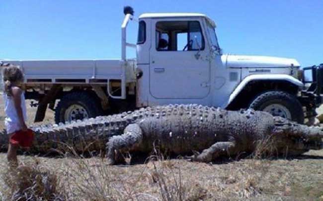 世界上最大的鳄鱼